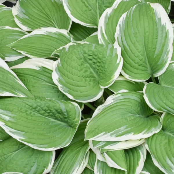 Patriot Hosta Bulb - 1 Bulbs per Pack - Shade Loving Plant