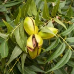Pawnee Pecan Tree Bare Root 3-4 Feet Tall - Easy to Grow