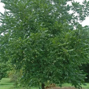Pawnee Pecan Tree Bare Root 3-4 Feet Tall - Easy to Grow
