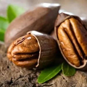 Pawnee Pecan Tree Bare Root 3-4 Feet Tall - Easy to Grow