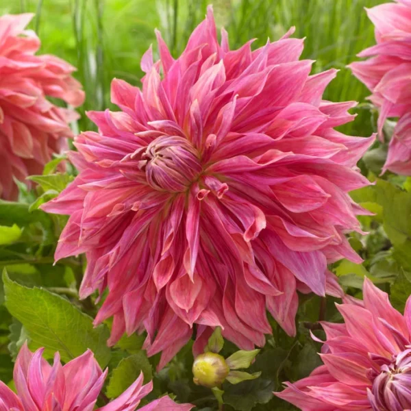 Penhill Dark Monarch Dahlia - 1 Bulb per Pack - Deep Burgundy Blooms