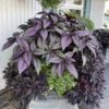 Persian Shield Plant - 2 Live Royal Purple Plants 4 Inch Pot, 4-6 Inch Tall