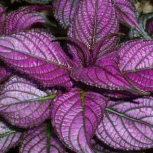 Persian Shield Plant - 2 Live Royal Purple Plants 4 Inch Pot, 4-6 Inch Tall