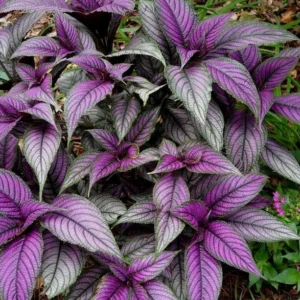 Persian Shield Plant - 2 Live Royal Purple Plants 4 Inch Pot, 4-6 Inch Tall