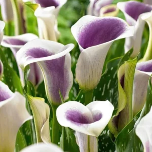 Picasso Calla Lily Flower Bulbs - 3 Lily Bulbs per Pack