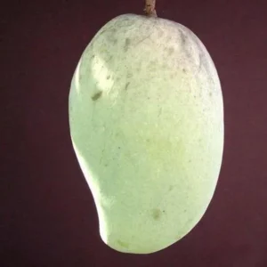 Pim Saen Mun Mango Tree Grafted - 1 ft Tall - Shipped in 3 Gallon Pot