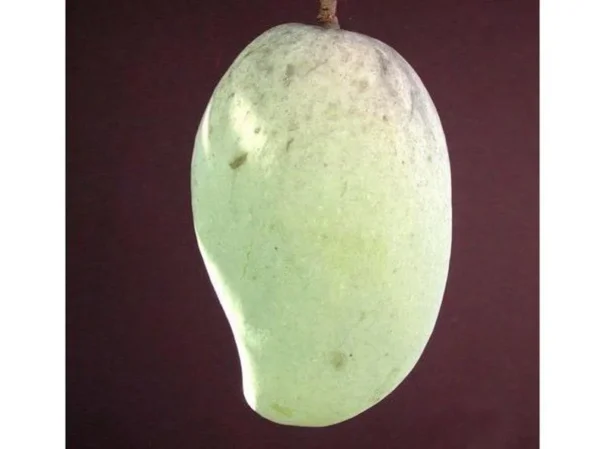 Pim Saen Mun Mango Tree Grafted - 1 ft Tall - Shipped in 3 Gallon Pot