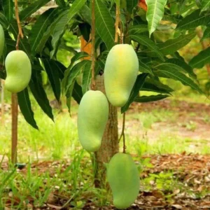 Pim Saen Mun Mango Tree Grafted - 1 ft Tall - Shipped in 3 Gallon Pot