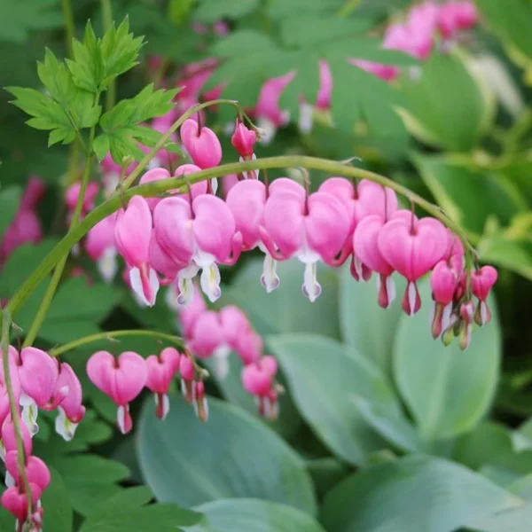 Pink Bleeding Hearts Flower Bulbs Value Pack - 1 Bulbs per Pack - Deer Resistant - Good as Cut Flower - Perennializing - Easy to Grow Live Plant - Outdoor Garden