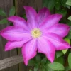 Pink Champagne Clematis - Live Plant in 3 to 4 Inch Growers Pot - Starter Plant