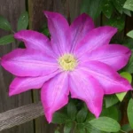 Pink Champagne Clematis - Live Plant in 3 to 4 Inch Growers Pot - Starter Plant