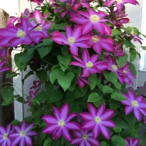 Pink Champagne Clematis - Live Plant in 3 to 4 Inch Growers Pot - Starter Plant