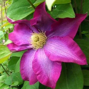 Pink Champagne Clematis - Live Plant in 3 to 4 Inch Growers Pot - Starter Plant