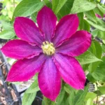 Pink Champagne Clematis - Live Plant in 3 to 4 Inch Growers Pot - Starter Plants Ready for The Garden