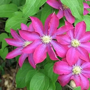 Pink Champagne Clematis - Live Plant in 3 to 4 Inch Growers Pot - Starter Plants Ready for The Garden