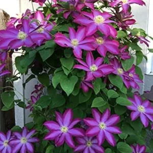 Pink Champagne Clematis - Live Plant in 3 to 4 Inch Growers Pot - Starter Plants Ready for The Garden