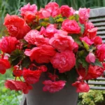 Pink Delight Fragrant Begonia Flower Bulbs - 3 Bulbs per Pack - Easy Grow Outdoor Plants