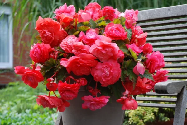 Pink Delight Fragrant Begonia Flower Bulbs - 3 Bulbs per Pack - Easy Grow Outdoor Plants