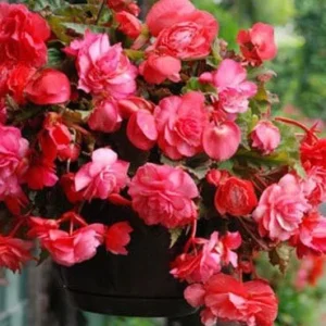 Pink Delight Fragrant Begonia Flower Bulbs - 3 Bulbs per Pack - Easy Grow Outdoor Plants