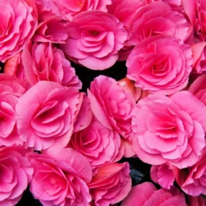 Pink Double Begonia Flower Bulbs - 3 Bulbs Per Pack