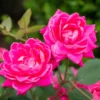 Pink Double Rose Plant - Rose Flowering Plant 4 Inch Pot