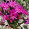 Pink Easter Cactus Live Plant - 4 to 6 Inch Spring Flowering Perennial