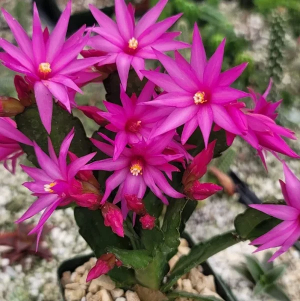 Pink Easter Cactus Live Plant - 4 to 6 Inch Spring Flowering Perennial