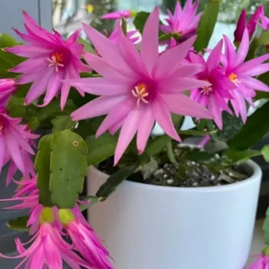 Pink Easter Cactus Live Plant - 4 to 6 Inch Spring Flowering Perennial