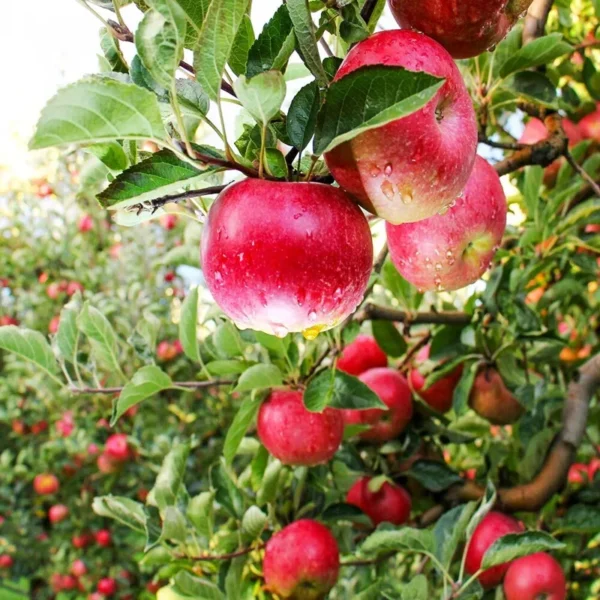 Pink Lady Apple Tree - Fruit Tree - 1.5 to 3 Feet Tall - Edible Apples