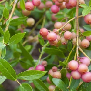 Pink Lemonade Blueberry Plant 4 Inch Pot Edible Fruit Shrub