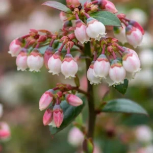 Pink Lemonade Blueberry Plant 4 Inch Pot Edible Fruit Shrub