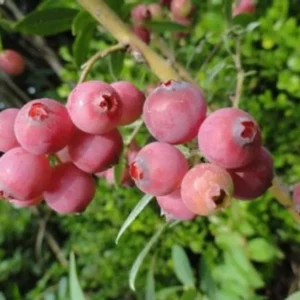 Pink Lemonade Blueberry Plant 4 Inch Pot Edible Fruit Shrub