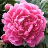 Pink Peony Flowering Bulbs - 1 Bulbs Per Pack - Garden Peony