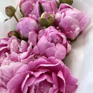 Pink Peony Flowering Bulbs - 1 Bulbs Per Pack - Garden Peony