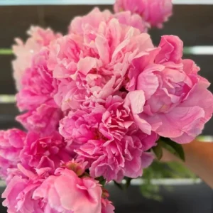 Pink Peony Flowering Bulbs - 1 Bulbs Per Pack - Garden Peony