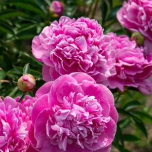 Pink Peony Flowering Bulbs - 1 Bulbs Per Pack - Garden Peony