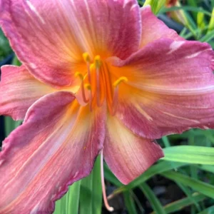 Pink Stripes Reblooming Daylily - Flower Bulbs - Pink Blooms - 1 Bulb Pack
