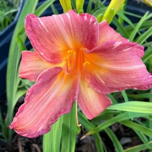Pink Stripes Reblooming Daylily - Flower Bulbs - Pink Blooms - 1 Bulb Pack
