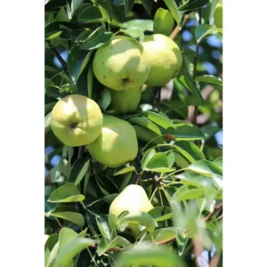 Dwarf Bartlett Pear Tree Bare Root - 4 to 5 Feet Tall Fruit Tree