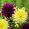 Plum Sunny Giants Dinnerplate Dahlia Mix - 3 Bulbs Per Pack