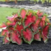 Postman Joyner Caladium Bulbs - Perennial Foliage Plants - 5 Bulbs per Pack