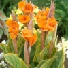 Pretoria Canna Lily Bulbs - Perennial Canna Lily - 3 Bulbs Pack - Vibrant Blooms