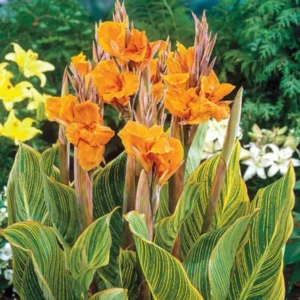 Pretoria Canna Lily Bulbs - Perennial Canna Lily - 3 Bulbs Pack - Vibrant Blooms