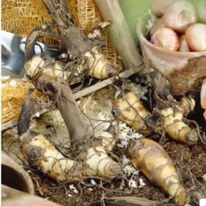 Pretoria Canna Lily Bulbs - Perennial Canna Lily - 3 Bulbs Pack - Vibrant Blooms