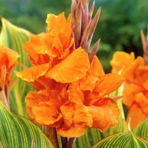 Pretoria Canna Lily Bulbs - Perennial Canna Lily - 3 Bulbs Pack - Vibrant Blooms
