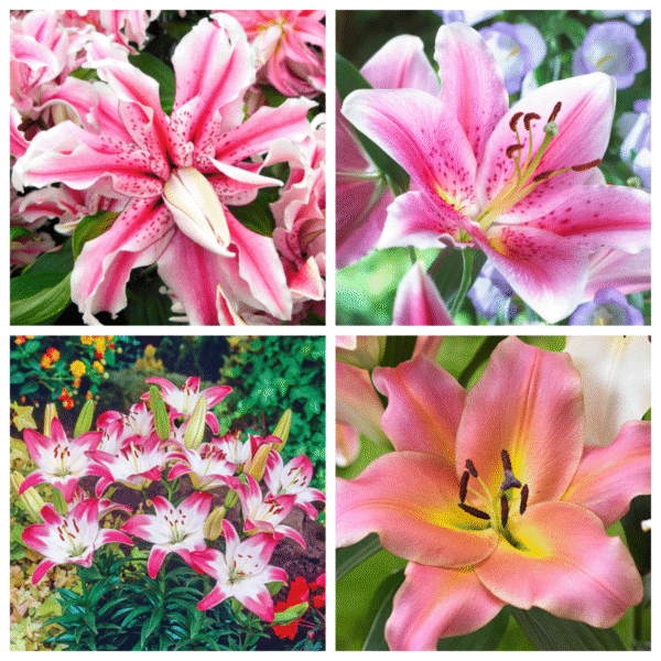 Pretty Pink Lily Collection Planting Bulbs - 12 Bulbs - Pink Flowers