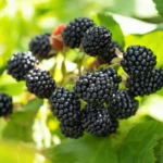 Prime-Ark 45 Blackberry Plant - 1 Gallon Small Potted - High Yield