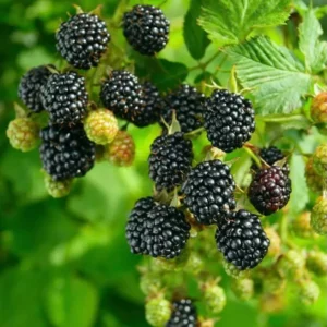 Prime-Ark 45 Blackberry Plant - 1 Gallon Small Potted - High Yield