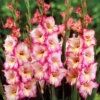 Priscilla Gladiolus Bulbs - Perennial Flower Bulbs - Pack of 10 for Planting