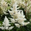Professor Van Der Wielen Astilbe Bulb for Planting - 1 Bulb Pack